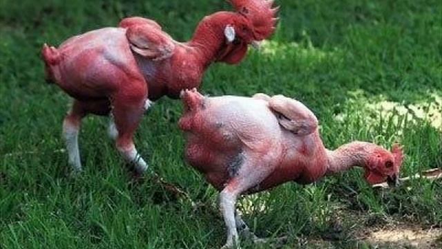 Встречаем год Петуха!Кукареку! смотреть онлайн