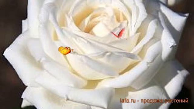 Роза чайно-гибридная Пьер Ардити (pierre arditi) ? обзор: как сажать, саженцы розы Пьер Ардити смотреть онлайн