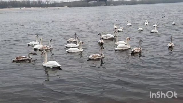 Киев 2024 жизнь в Киеве Оболонь, лебеди на Днепре. смотреть онлайн