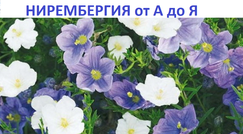 Нирембергия от А до Я смотреть онлайн