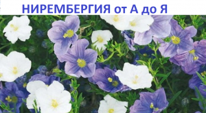 Нирембергия от А до Я