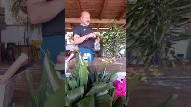 La Dracena смотреть онлайн