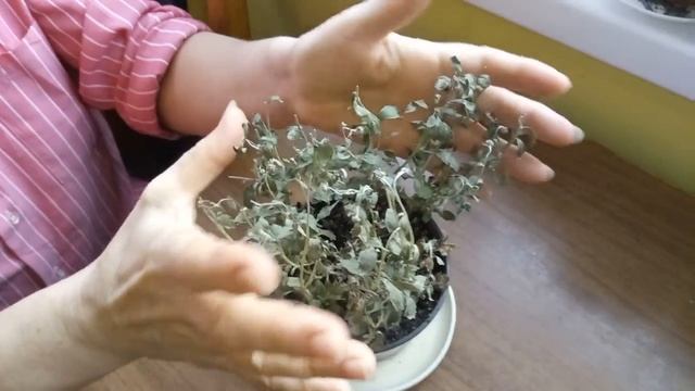 Как сохранить хризантемы зимой смотреть онлайн