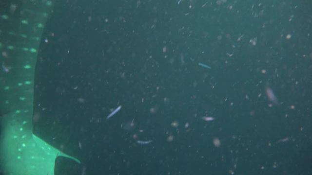 Maldives 2 Thaa Atoll смотреть онлайн