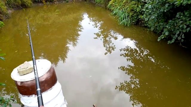 здоровый карп на удочку. выращивание рыбы в своём пруду смотреть онлайн