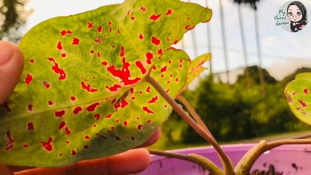 CALADIUM MISS MUFFET / KELADI ADA DOT MERAH смотреть онлайн
