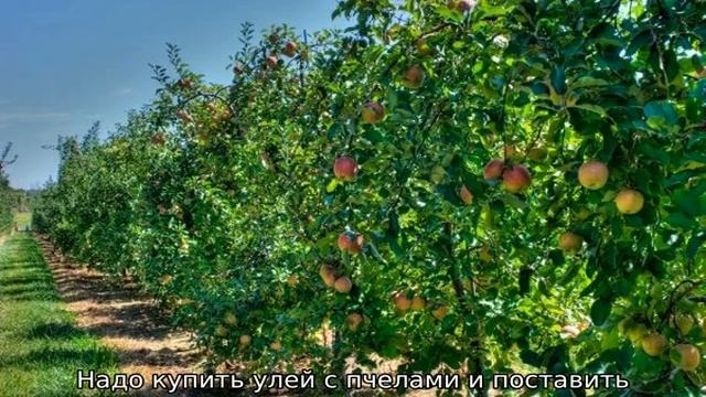Уход за плодовыми деревьями смотреть онлайн