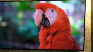 Как Подключить Mi BOX 3 по интернет кабелю RJ45