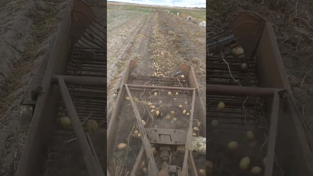 Картофель Венета. Жара и засуха не страшны для этого сорта.