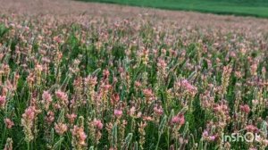 Эспарцет как сидерат