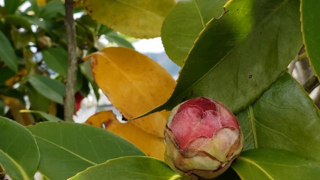 2022.4.12tue Japanese Camellia or Tsubaki flower смотреть онлайн