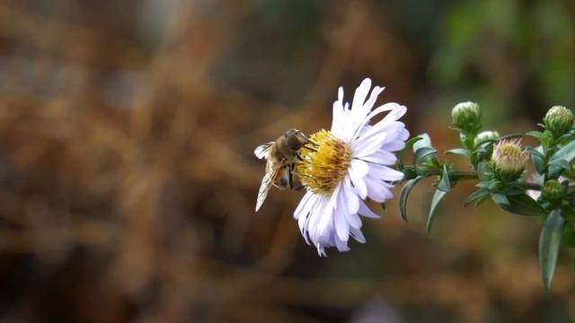 LENA HAPPY ПЛАЧЕТ И СТРАДАЕТ ОДНА В ТУРЦИИ! СЕЛИМКА БРОСИЛ! КИНА НЕ БУДЕТ! #ЛенаХеппи #lenahappy