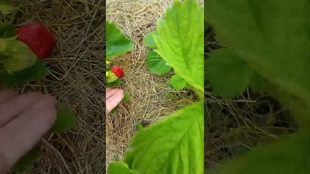 Вима Тарда позднеспелый сорт клубники(Голландия)Strawberry Vima Tarda смотреть онлайн
