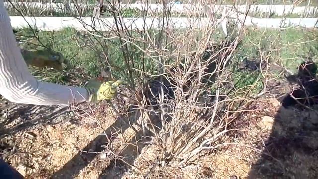 Обрезка голубики кусты 7 лет. Часть 2 смотреть онлайн