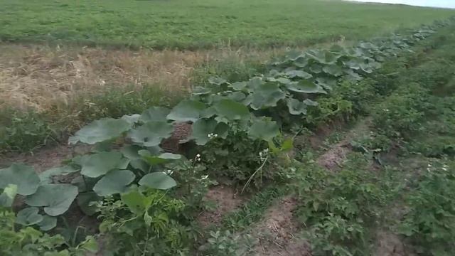Супер картофель (голландская технология). смотреть онлайн