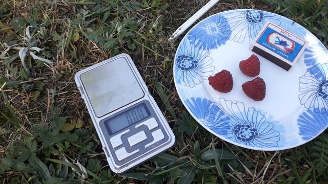 Пингвин (ремонтантная) - малина (Российский сорт), один из самых ранних сортов. смотреть онлайн