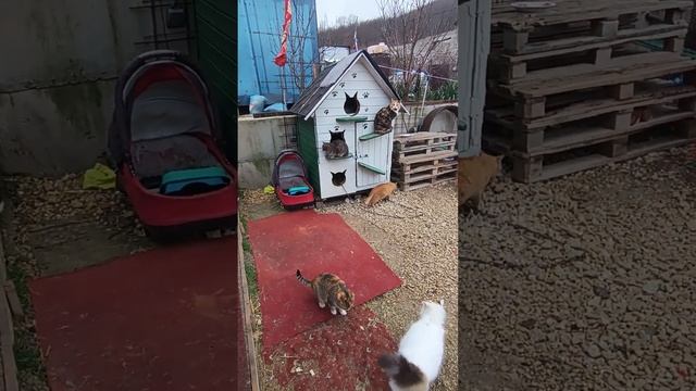 #ямыилюша #анапа #raccoon #помощьбездомнымживотным #енотики #животные смотреть онлайн