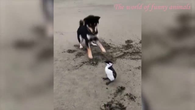 КОШКИ 2022 ПРИКОЛЫ С КОТАМИ Смешные кошки и коты 2022.mp4 смотреть онлайн