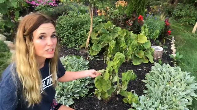 Shortest “sneak peak” garden tour…more to come. смотреть онлайн