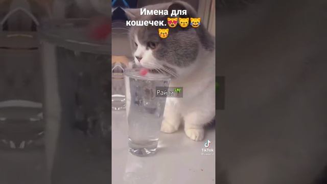 Красивые имена для кошечек/ПОДПИШИСЬ смотреть онлайн