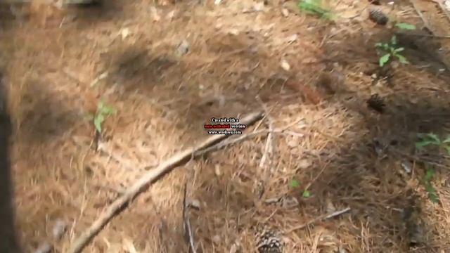 Dylan The Survivalist: In The Woods - Day 1 смотреть онлайн