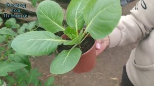 Как мы выращиваем ранние овощи в теплице