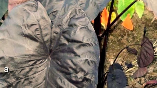 TOP 12 WISHLIST Black Colocasia varieties смотреть онлайн