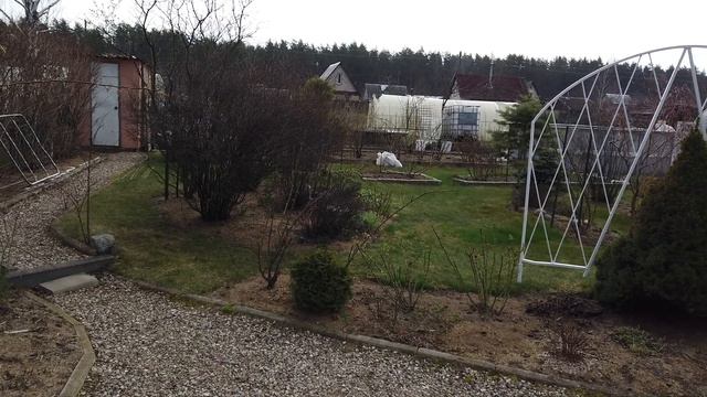 ?Схема подкормок и обработок роз? на весну. ?Реанимация роз. Раскрываем розы. Результаты зимовки. смотреть онлайн