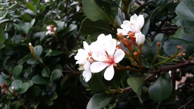 Viburnum tinus laurustinus - High Definition Video 02 смотреть онлайн