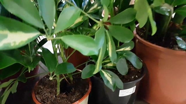 Уценка:кактусы, драцены, аглаонема, замиокулькас, монстера, пахира, пахистахис, шефлера, фикус... смотреть онлайн