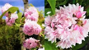 Неприхотливый Кустарник с Невероятно ОБИЛЬНЫМ ЦВЕТЕНИЕМ - Дейция