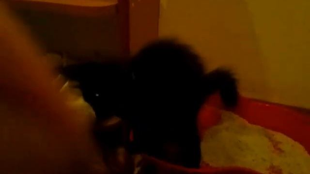 Как приучить котенка к лотку (Обучение) смотреть онлайн