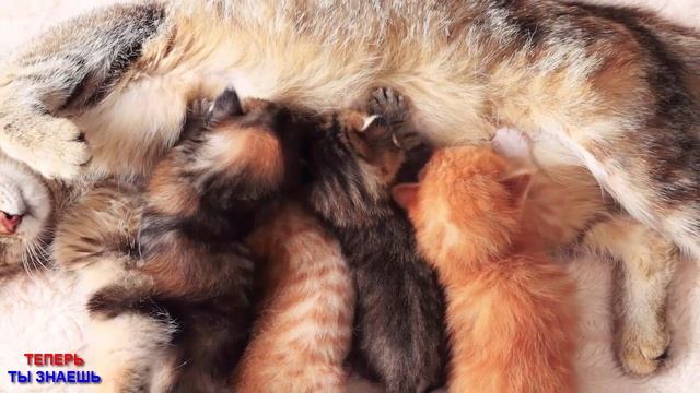 ТАК Вот ПОЧЕМУ Наши КОШКИ Топчут Нас ПЕРЕДНИМИ Лапками! ВЫ Будете ПОРАЖЕНЫ! смотреть онлайн