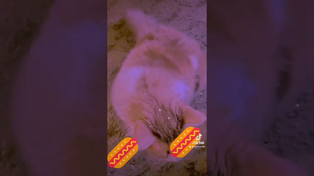 Нямнямкотик🌭🌭😻😻😻😻😻😻😻😻😻😻😻😻😻😻😻🌭😻😻😻😻😻😻😻😻🐈🐈🐈🐈еда смотреть онлайн