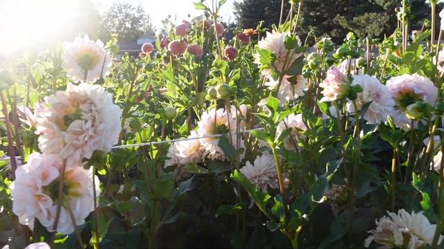 5 dahlia growing tips in 5 minutes смотреть онлайн