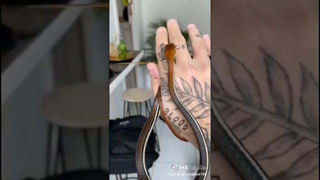 Harmless Snake смотреть онлайн