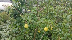 Груша чижовского. Ленинградская область. 27.08.2021