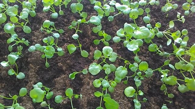 Виола (анютины глазки) от всходов до пикировки смотреть онлайн