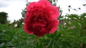 Пион Команд Перфоманс (Command Performance)- Hollingsworth, 1996, США