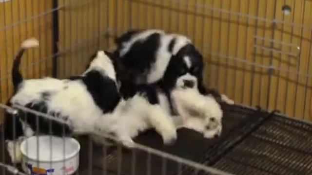 Britney & Mario Boys In The Age Of 8 Weeks.