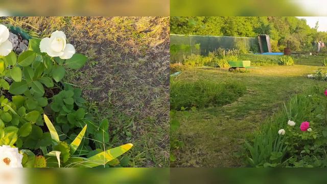 Для души и на радость. Розы в моем саду. смотреть онлайн