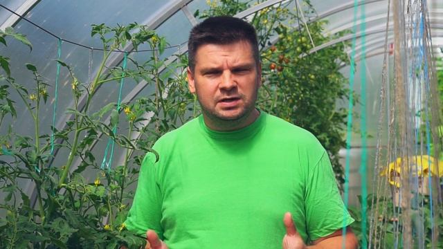 Как формировать томаты в теплице в августе? Метод выращивания и уход за помидорами в Подмосковье смотреть онлайн