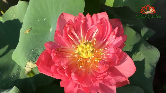 This is a red lotus that is easy to grow, has many flowers and is the most popular смотреть онлайн