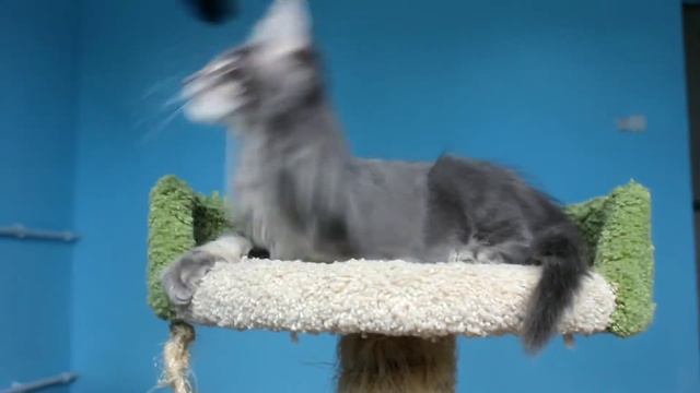 Мальчик Мейн Кун Нолан, голубой мрамор. смотреть онлайн