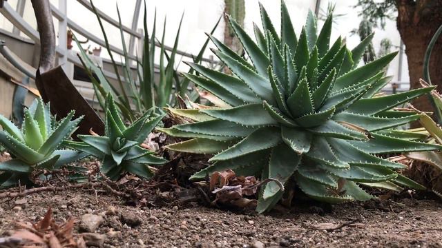 Aloe Brevifolia Makeover смотреть онлайн