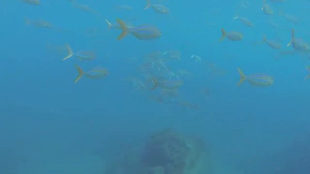Snorkeling Cano Island, Costa Rica with Friends смотреть онлайн