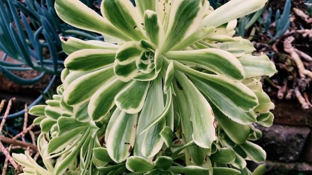 Aeonium Arboreum Variegata - Despite being a delicate succulent, this Aeonium is simple to grow. смотреть онлайн
