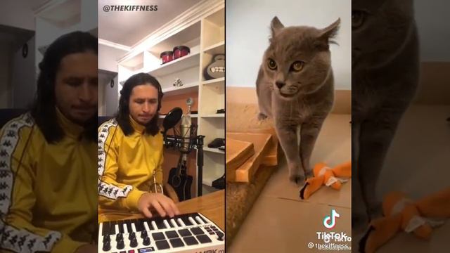 кот поёт смотреть онлайн