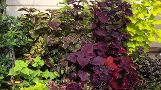 Garden Transformation Update (Garden Series #11) смотреть онлайн