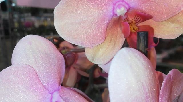 Карамельно-Сахарный Фаленопсис NADION смотреть онлайн